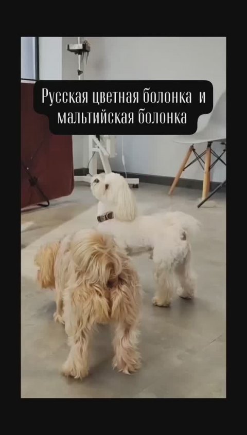 🐾Русская цветная болонка и мальтийская болонка. Рассказ о породе.