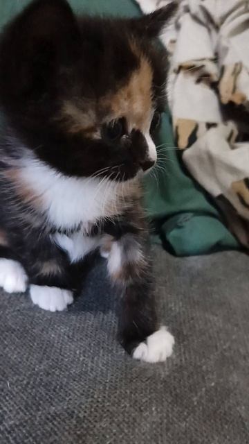 милый кот❤️