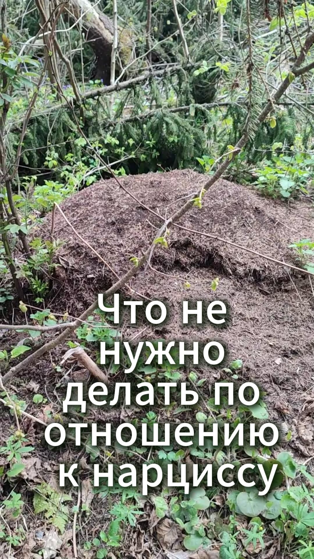 Что не нужно делать по отношению к нарциссу