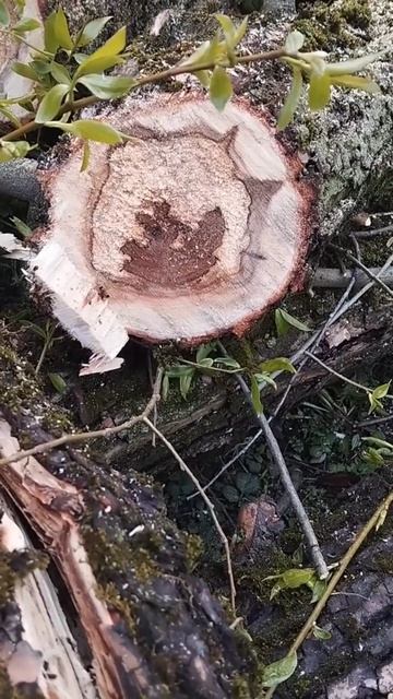 Рисунки природы. Рисунки на спиле дерева