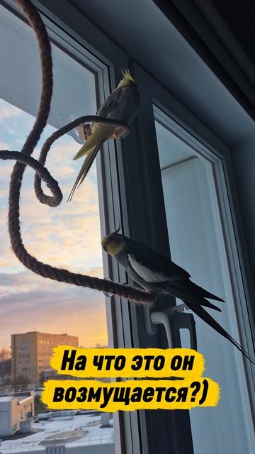 возмущенный попугай #попугай #корелла #parrot #corella #cockatiel