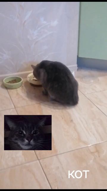 мой кот кузя.