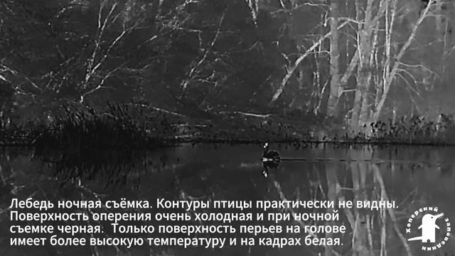 Кто как выглядит ночью
