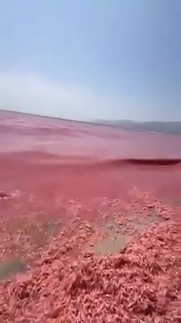 ВОДЫ ОМАНА ПОКРАСНЕЛИ.