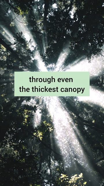 Свет всегда пробивается даже сквозь самые густые кроны 🌿