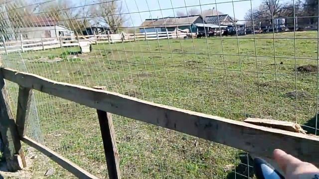 СНЕГОПАД НА ХУТОРЕ, ОВЕЧКА ПОПАЛА ПОД ТОК, ИЛИ ИСТОРИЯ О ТОМ, КАК МЫ УСТАНАВЛИВАЛИ  ЭЛЕКТРОПАСТУХ
