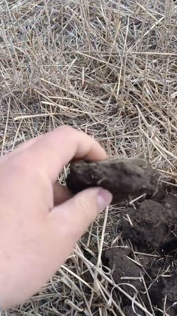 No-Till в Новосибирской области: обзор полей и замер влаги с Р.Н. Ратниковым