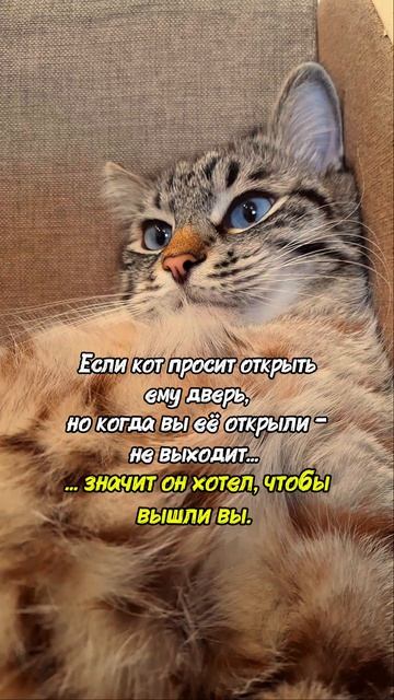 Кошачьи мудрости | 3