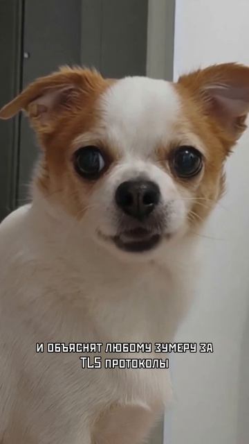 Бабухакеры 😁🐶