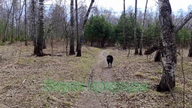 Звуки природы