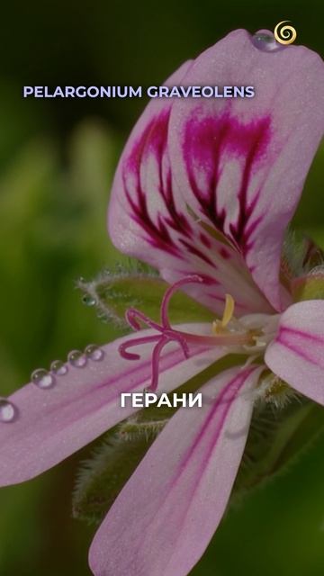 СЕКРЕТЫ домашнего ухода за кожей рук! #эфирныемасла #руки #ароматерапия
