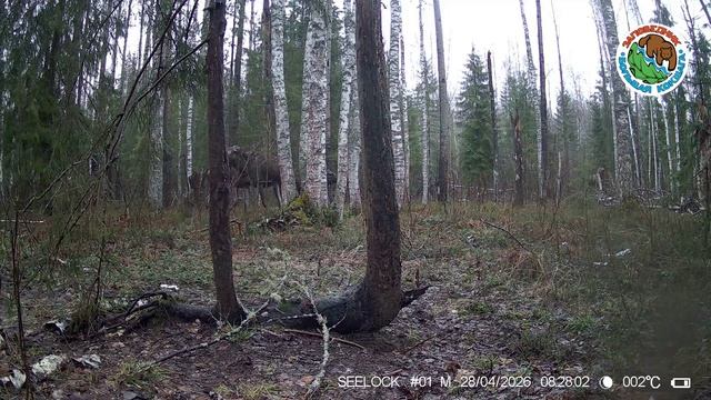 28.04.2026.Лось.Заповедник Большая Кокшага.Сохатая с двухгодовалыми лосятами идет по лесной поляне