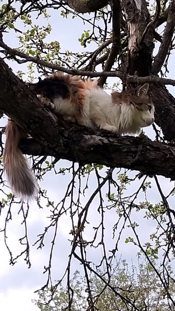 Кошки, цветы для настроения