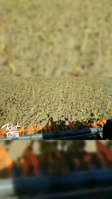 Лучшая жатка для подсолнечника в 2026 году? Проверяем Orange Seed в деле!