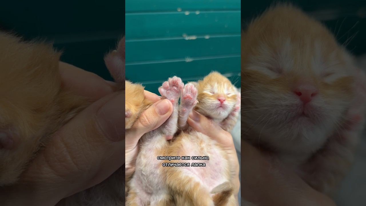Полидактные котята открывают глазки
