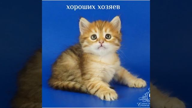 Слайд-шоу фото  Trisha, 1,5 месяца