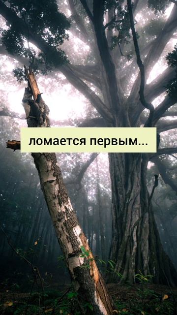 Не повторяй ошибку этого дерева