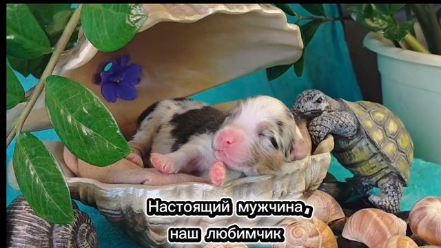Щенки австралийской овчарки Https://vk.ru/club228966481