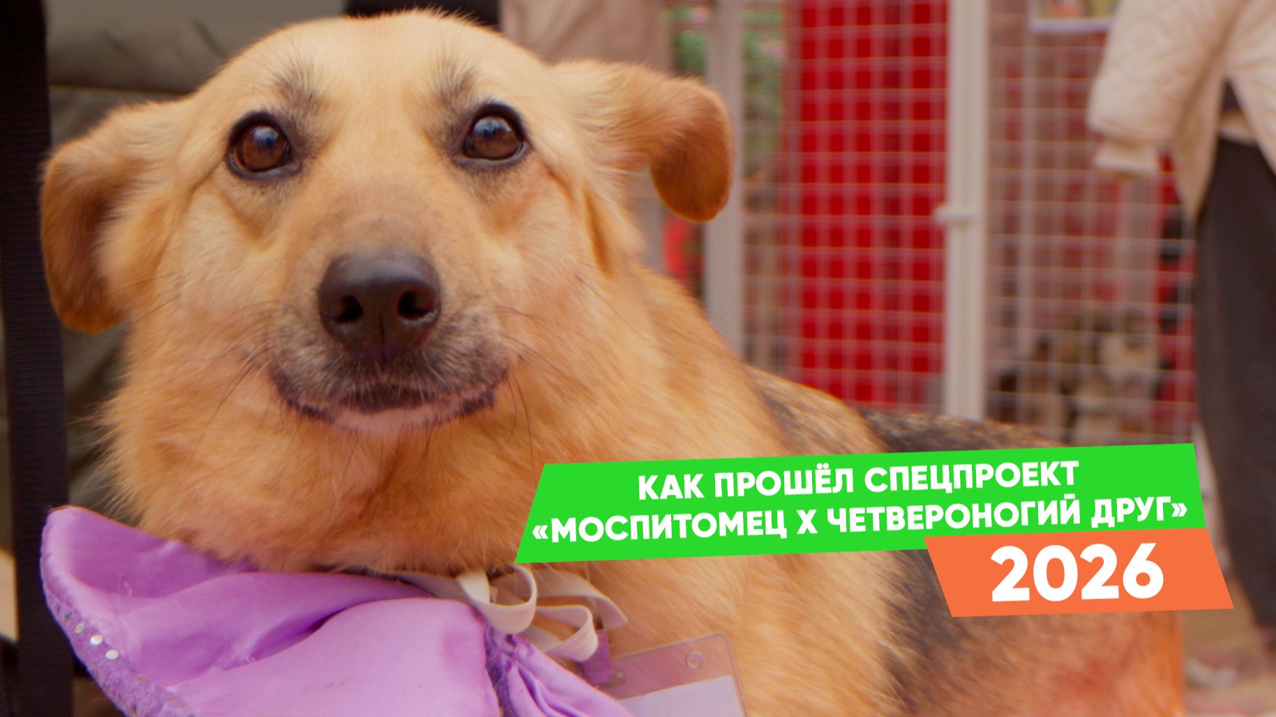 Как прошёл спецпроект «Моспитомец х Четвероногий друг»