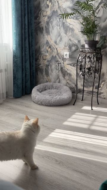 Рабочий день кота