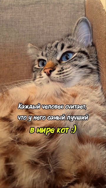 Кошачьи мудрости | 5