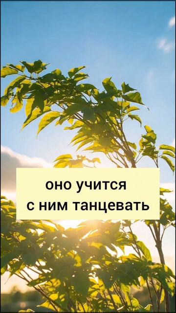 Танцуй с ветром, а не борись с ним