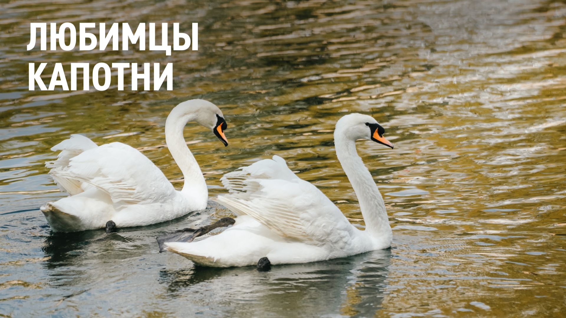 Любимцы Капотни