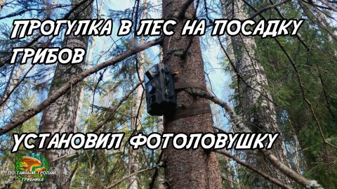 Прогулка в лес на посадку грибов. Установил фотоловушку. 09.05.26