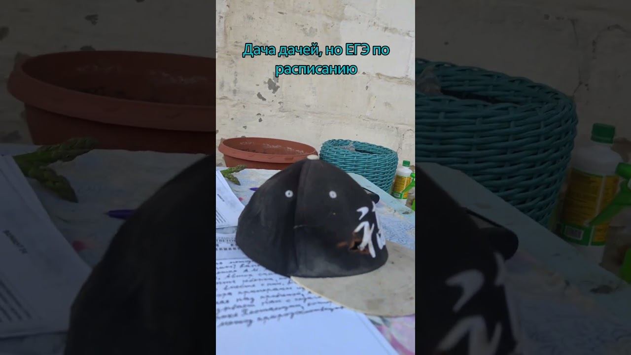 А где вы готовитесь к ЕГЭ?#весна #май #егэ Помогите добить 2к