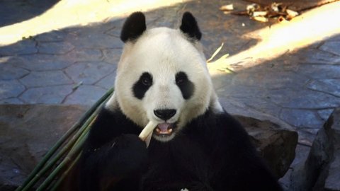 Shanghai Zoo 2026 Шанхайский зоопарк
