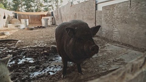 Звук природы. Пение птицы Пеночка-теньковка в деревне