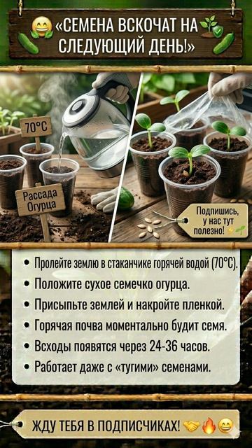 СЕМЕНА ВСКОЧАТ НА СЛЕДУЮЩИЙ ДЕНЬ