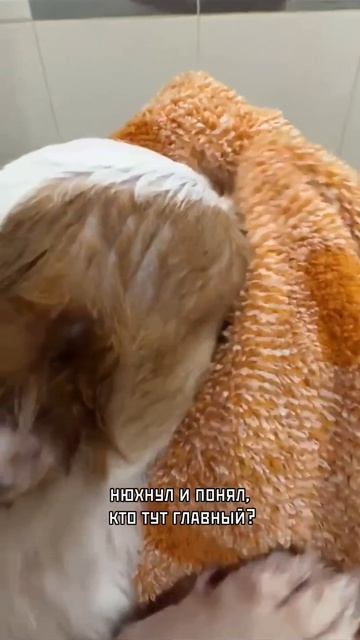 Чистюля 🐶
