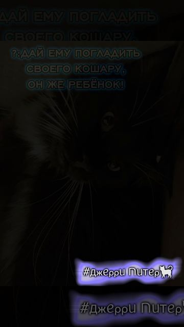 No. #ДжерриПитер #кот #р_е_к_и