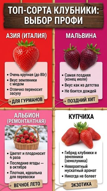 🛒 В ПОИСКАХ ИДЕАЛЬНОЙ ЯГОДЫ ЧТО КУПИТЬ В ПИТОМНИКЕ 🍓