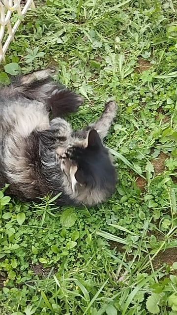 Дачного кота вам для настроения