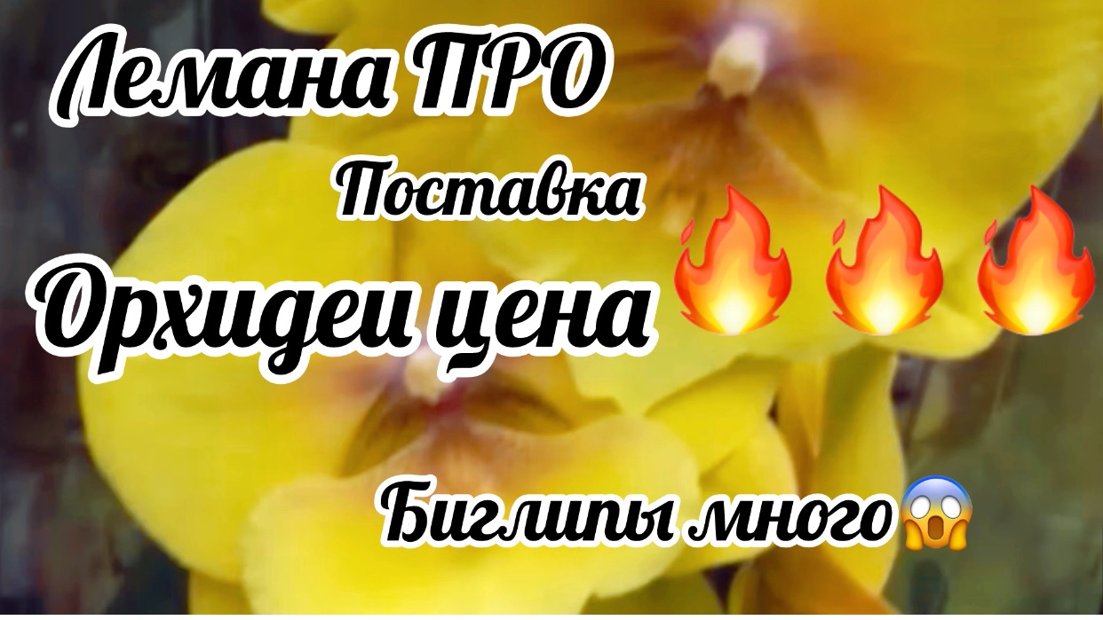 Обзор поставки орхидей Лемана ПРО город Казань. Цена 🔥🔥🔥