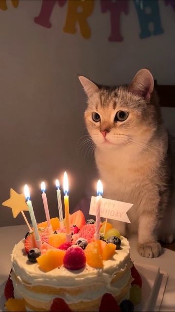 Котик на дне рождения: чудесный торт и свечи! #кот #деньрождения
