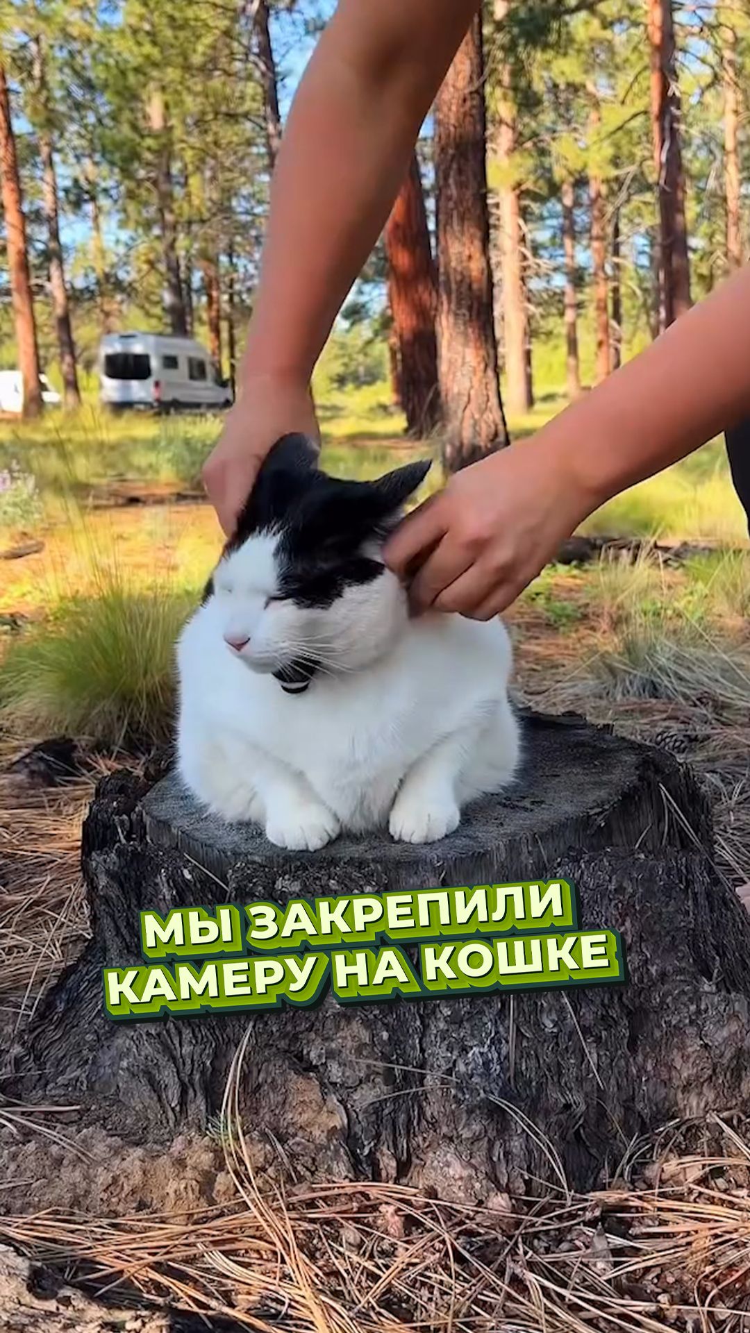 🐾 Пушистая жизнь от первого лица - полная свобода!