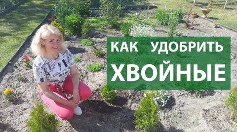 Хвойные в саду секреты полива, подкормки и ухода. Чем удобрять туи, ели и можжевельники?