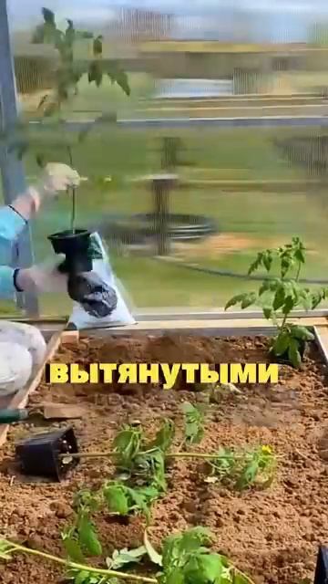 Не сажай помидоры как все секреты