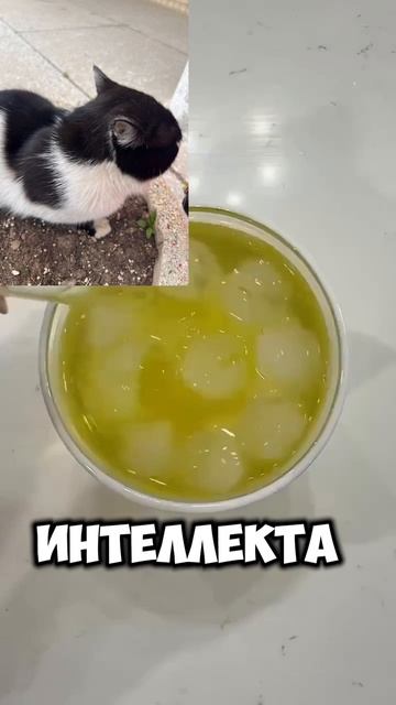 История