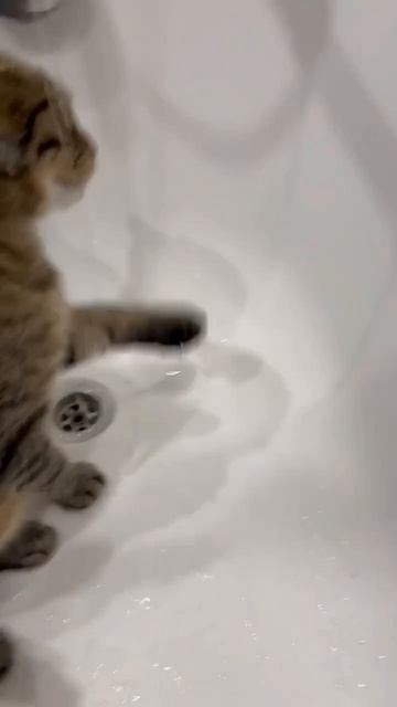 Кто сказал,что коты не любят купаться?