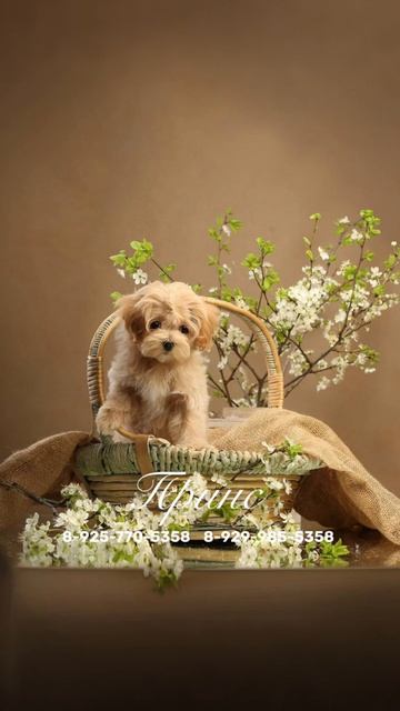 Принс 🐾✨
Насыщенный карамельный окрас с теплыми медовыми нотками и уверенный, спокойный характер
Щен