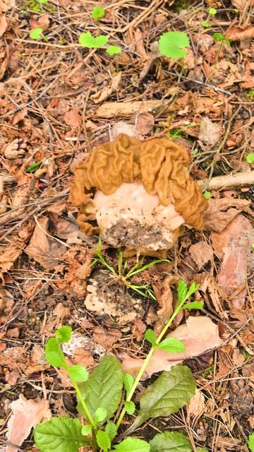 Строчки в Калужской области май 2026 #mushroom #грибы #строчки