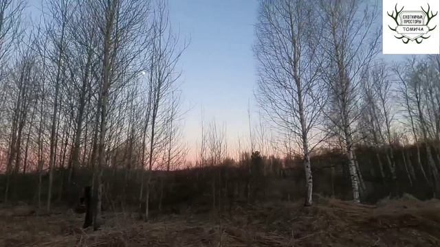 🔥🔥🔥Чумовая охота на вальдшнепа 2026💣💣💣 Тяга получилась на 5+ 💥💥💥