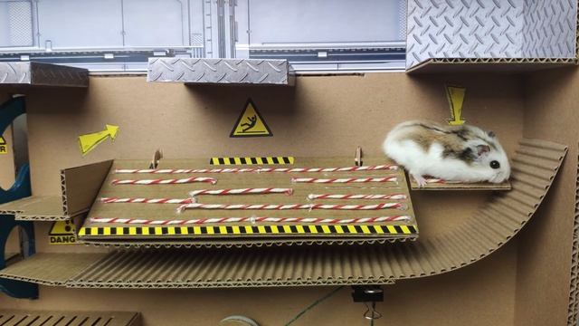 🐹 Милые домашние животные-хомячки среди нас, с ловушками в лабиринте