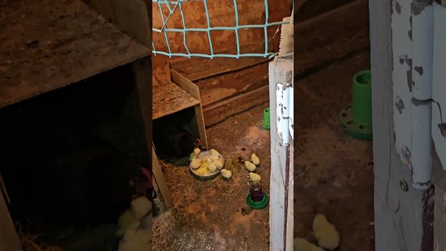 Привезли цыплят)