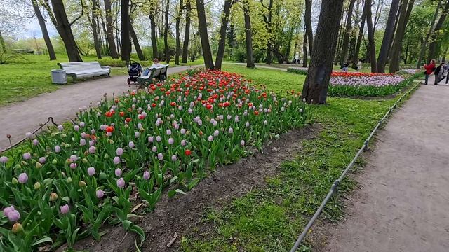 Фестиваль тюльпанов в ЦПКО 2026 г.mp4