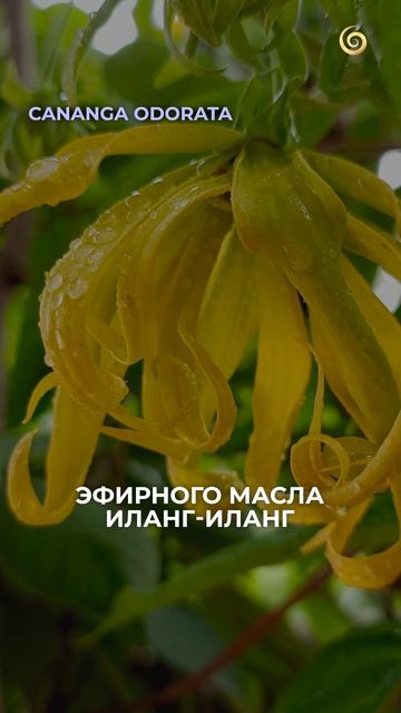 Это СЕКРЕТНОЕ средство сузит твои ПОРЫ! #уход #красота #ароматерапия